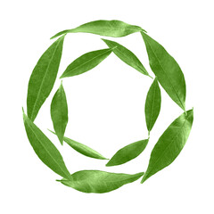 Green leaves swirling in air on white background