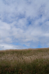 Obraz premium 三国峠のススキ原