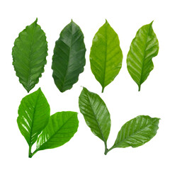 coffee leaves isolated on white background