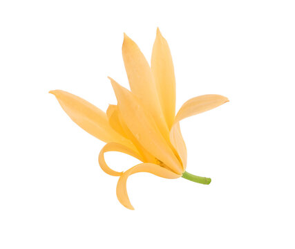 White Champaka flowers isolated on white background