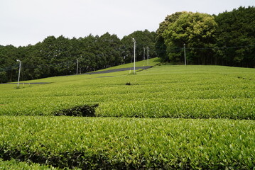 川添茶畑