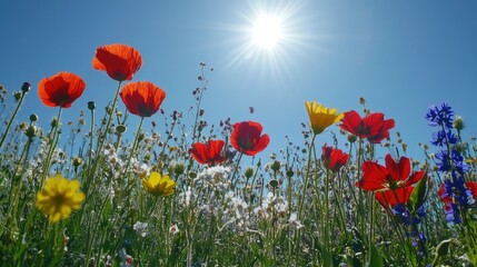 Obraz premium Vibrant Wildflowers Under Bright Blue Sky
