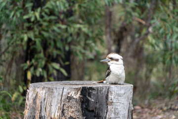 Kookaburra - Lachender Hans