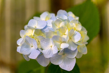 blue hyacinth flower in Japan