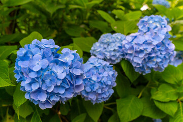 blue hydrangea flowers in Japan
