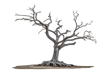skeletal tree with gnarled branches and exposed roots isolated on transparent background