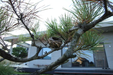 A Nest on a pine tree