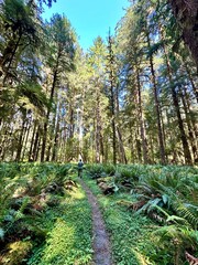 walking through the rainforest