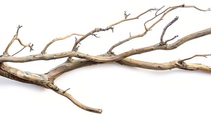 Dry tree branches isolated on white background - a stark and delicate sight. This image presents dry tree branches standing out against a pure white backdrop