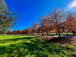 Bright Autumn Day in a Park with Trees Shedding Leaves Under a Clear Blue Sky