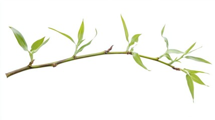 Bamboo stem with freshly sprouted leaves curling outward, isolated on white background