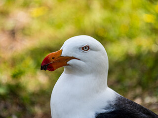Adult Pacific Gull Portrait Close Up