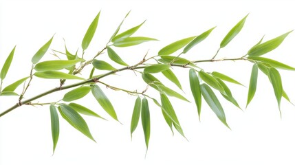 Fototapeta premium Close-up of bamboo leaves growing on a thick green stalk, isolated on white background