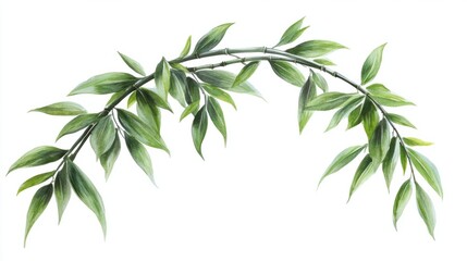 Obraz premium Curved bamboo stalk with soft, drooping green leaves, isolated on white background