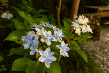hydrangea in Japanese garden
