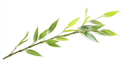 Fototapeta premium Elegant green bamboo stem with long, flowing leaves, isolated on white background