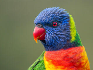 Rainbow Lorikeet, a stunningly beautiful Australian parrot in close-up.