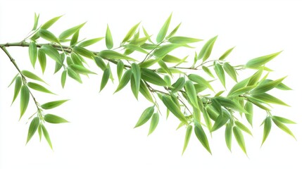Obraz premium Fresh bamboo stem with leaves gently swaying, isolated on white background
