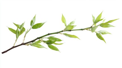 Fototapeta premium Green bamboo branch with new leaves budding, isolated on white background