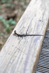 나무 벤치 위의 작은 도마뱀