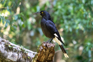 Currawong, W&uuml;rgerkr&auml;he, Australien