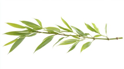 Fototapeta premium Single bamboo stalk with soft green leaves, isolated on white background