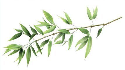 Slender green bamboo branch with long leaves, isolated on white background