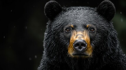 Fototapeta premium Gran oso Grizzly, corriendo hacia Fotógrafo. Concepto de fotografía salvaje y concursos fotográficos de vida salvaje.