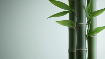 Obraz premium Tall bamboo stalk with fresh green leaves curling at the top, isolated on white background