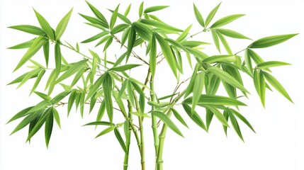 Vibrant green bamboo with delicate leaves spreading out, isolated on white background