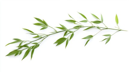 Fototapeta premium Young green bamboo with delicate new leaves, isolated on white background
