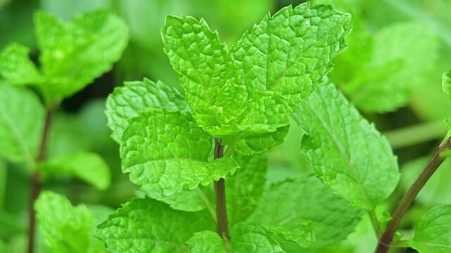 Fresh mint leaves in the garden