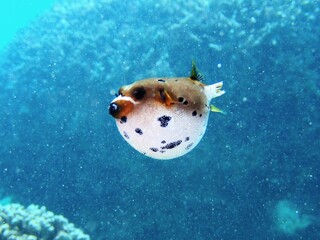 Arothron nigropunctatus in Okinawa, Japan