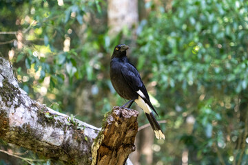 Currawong, W&uuml;rgerkr&auml;he, Australien