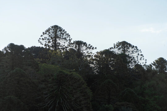 Bunya Pines, endemische Nadelb&auml;ume in Australien