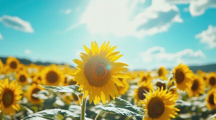 Obraz premium Sunflower field stretching under a clear blue sky, with vibrant blooms symbolizing the warmth and happiness of summer
