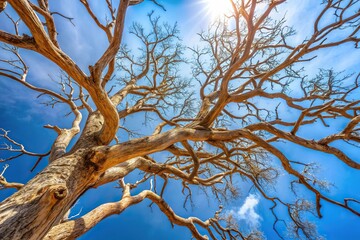 Obraz premium Dry tree branches against blue sky in summer Low Angle