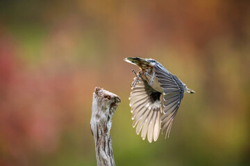 Nuthatch in flight