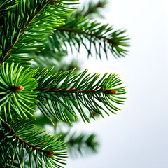 Obraz premium pine tree branches