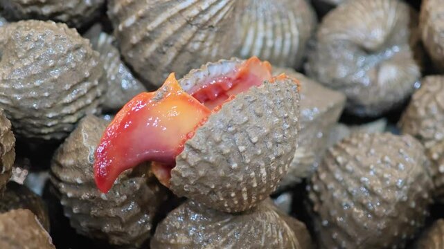Live cockles in the market