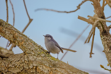 Female Masked Gnatcatcher (Polioptila dumicola) perched on a tree branch.