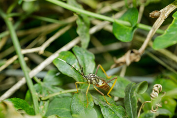 Mburucuya bug (holhymenia histrio) on a Mburucuya plant (Passiflora caerulea).