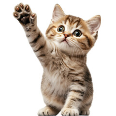 Obraz premium Adorable Kitten with Paw Raised Isolated on White Background – High-Resolution Image Perfect for Pet-Themed Designs, Animal Marketing Campaigns, Greeting Cards, and Cute Cat