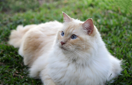 Red flame point Ragdoll cat with blue eyes lounging on green grass
