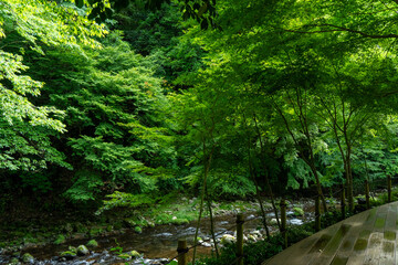 green forest in the morning