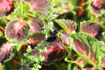 コリウスとクマバチの共演