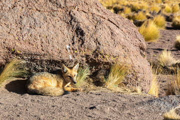 Raposa-de-Culpeo no Deserto do Atacama: Fauna Andina em Ambiente Árido
