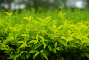 Obraz premium Green leaf texture. Leaf texture background. Beautiful and fresh leaf background