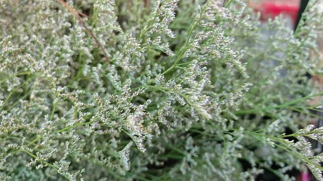  a gypsophila flowers in a vase