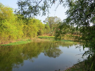 Countryside scenery with beautiful lake and green bamboo bushes on a warm autumn morning